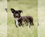 Small #15 Labrador Retriever Mix