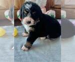 Small Photo #5 Bernedoodle Puppy For Sale in OMAHA, NE, USA