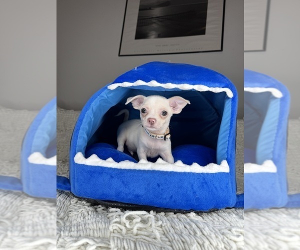 Medium Photo #9 Chihuahua Puppy For Sale in CHARLOTTE, NC, USA