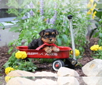 Small #4 Yorkshire Terrier