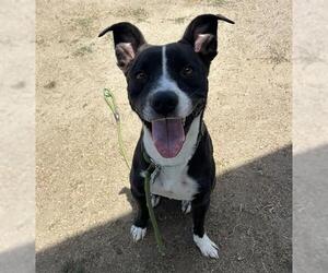 Mutt Dogs for adoption in Bakersfield, CA, USA
