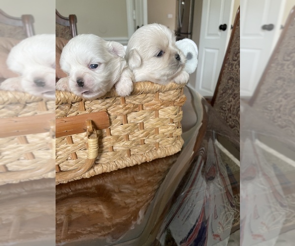Medium Photo #6 Pekingese Puppy For Sale in PLANO, TX, USA