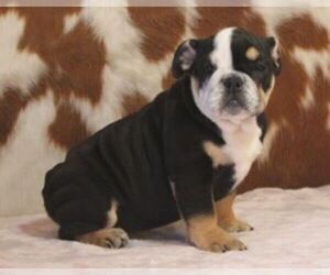 English Bulldog Puppy for sale in MARSHFIELD, MO, USA
