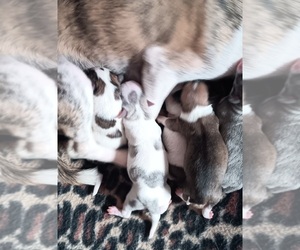 Chihuahua Puppy for Sale in MURPHY, North Carolina USA