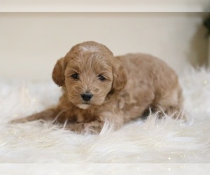 Cavapoo-Poodle (Toy) Mix Puppy for sale in GOSHEN, IN, USA