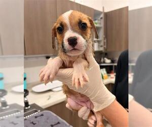 Mutt Dogs for adoption in Baytown, TX, USA