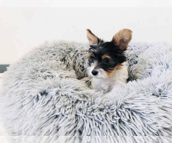 Medium Photo #3 Yorkshire Terrier Puppy For Sale in MILWAUKEE, WI, USA