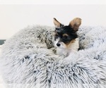 Small #2 Yorkshire Terrier