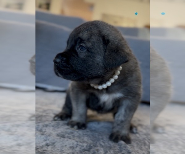 Medium Photo #44 Mastiff-Pyrenean Mastiff Mix Puppy For Sale in RHOME, TX, USA