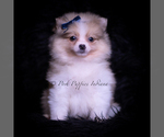 Small #1 Pomeranian