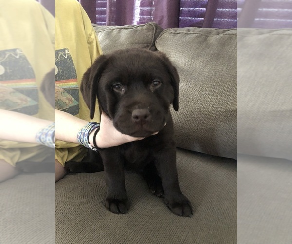 Medium Photo #2 Labrador Retriever Puppy For Sale in CONOVER, NC, USA