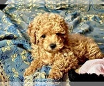 Puppy Ginger Poodle (Toy)