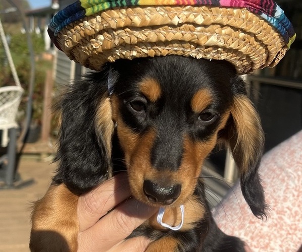 Medium Photo #4 Dachshund Puppy For Sale in GARRETT, PA, USA