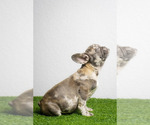 Small Photo #6 French Bulldog Puppy For Sale in DANIA, FL, USA