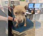 SALSA - Female American Bulldog Dog for Adoption - Small photo