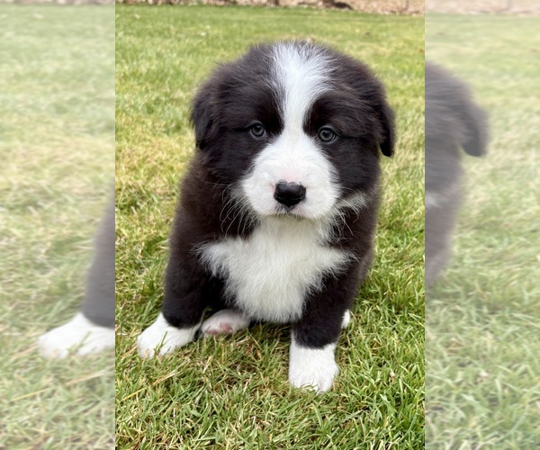 Medium Photo #3 Australian Shepherd Puppy For Sale in FAIR HAVEN, MI, USA