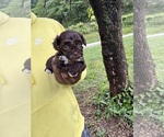 Small #1 YorkiePoo