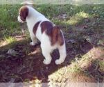 Small Photo #4 Jack Russell Terrier Puppy For Sale in BRIGGSDALE, CO, USA