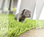 Small Photo #56 French Bulldog Puppy For Sale in BATON ROUGE, LA, USA