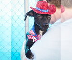 Small #2 Chihuahua Mix