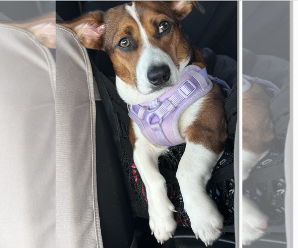 Medium Photo #1 Doxle Puppy For Sale in Decatur, GA, USA