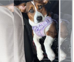 Doxle Dogs for adoption in Decatur, GA, USA