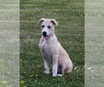 Small #19 Lab-Pointer