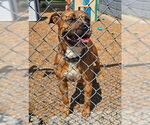 Small American Pit Bull Terrier