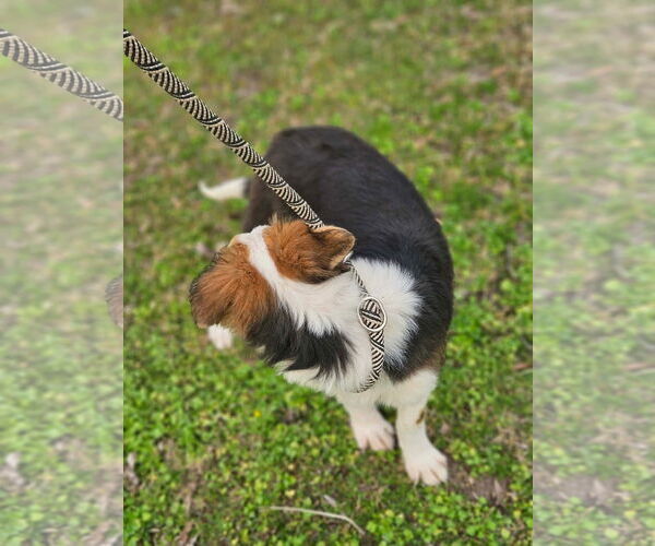 Medium Photo #5 Australian Shepherd-Jack Russell Terrier Mix Puppy For Sale in Wakefield, RI, USA
