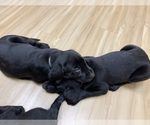 Small Photo #2 Labrador Retriever Puppy For Sale in NORTON SHORES, MI, USA