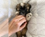 Small Photo #9 Shih Tzu Puppy For Sale in GILBERT, AZ, USA