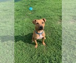 Small #7 Mutt