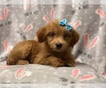 Small Photo #14 Aussiedoodle Puppy For Sale in LAKELAND, FL, USA