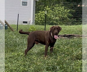 Labrador Retriever Dogs for adoption in Candler, NC, USA