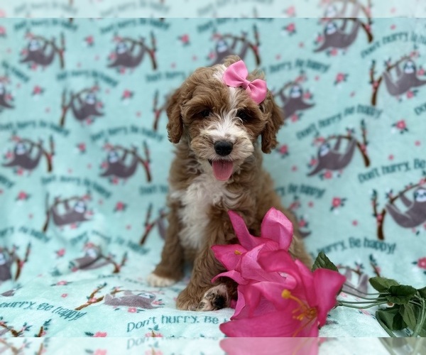 Medium Photo #7 Cock-A-Poo Puppy For Sale in LAKELAND, FL, USA