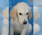 Small Photo #2 Golden Retriever Puppy For Sale in STATEN ISLAND, NY, USA