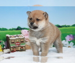 Small Photo #5 Shiba Inu Puppy For Sale in SACRAMENTO, CA, USA