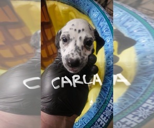 Dalmatian Puppy for sale in GLENDALE, AZ, USA