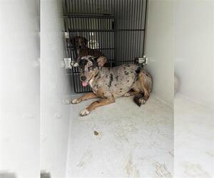 Catahoula Leopard Dog Dogs for adoption in Houston, TX, USA