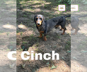 Father of the Dachshund puppies born on 01/05/2026