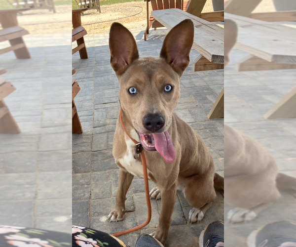 Medium Photo #2 Australian Kelpie-Weimaraner Mix Puppy For Sale in Decatur, GA, USA