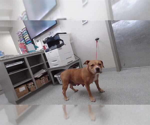 Medium Photo #1 American Pit Bull Terrier-Unknown Mix Puppy For Sale in Pasadena, TX, USA