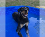 Small #2 Rottweiler Mix