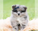Small Photo #46 Pomeranian Puppy For Sale in WARSAW, IN, USA