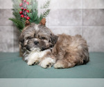 Small Photo #9 Shih Tzu Puppy For Sale in CLARE, MI, USA