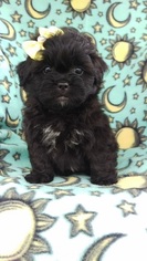 Peke-A-Poo Puppy for sale in LANCASTER, PA, USA