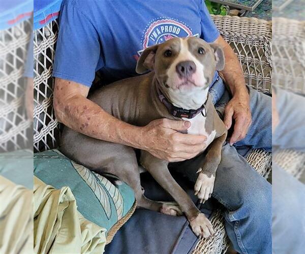 Medium Photo #3 American Pit Bull Terrier Puppy For Sale in Rosenberg, TX, USA