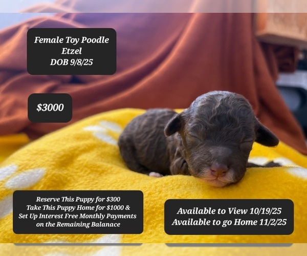 Medium Photo #1 Poodle (Toy) Puppy For Sale in TUCSON, AZ, USA