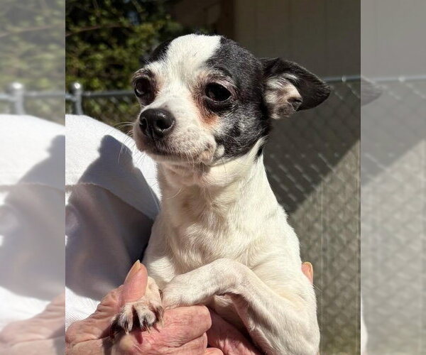 Medium Photo #2 Chihuahua Puppy For Sale in Bellevue, WA, USA