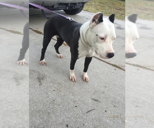 American Pit Bull Terrier Puppy for sale in OCALA, FL, USA